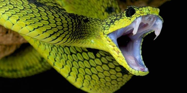W Australii kibice rzucają… wężami