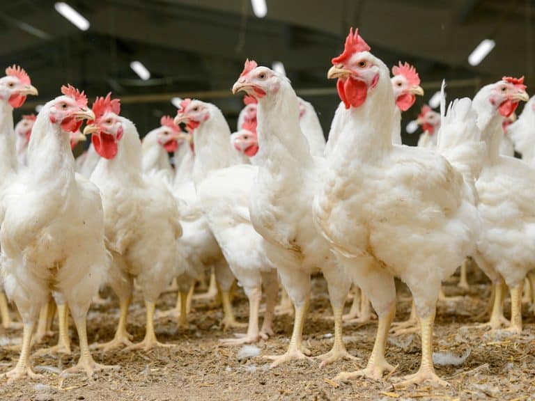 Do Polski trafiło prawie 5 tys. sztuk drobiu zawierającego lub potencjalnie zawierającego fipronil