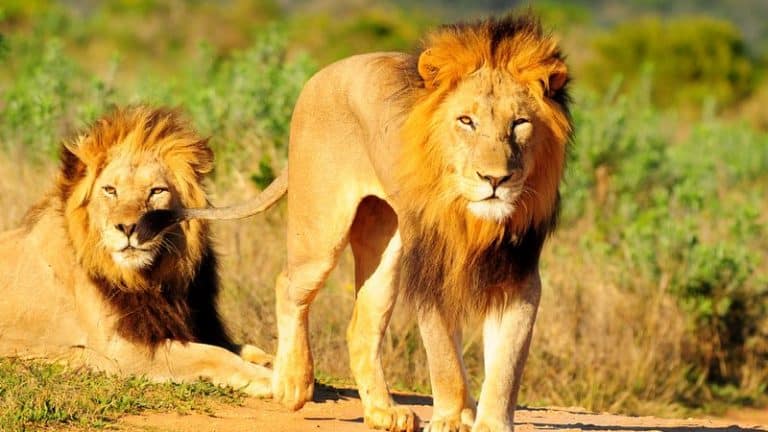 W szwedzkim zoo zabijane są zupełnie zdrowe lwy, ponieważ są „nadwyżkowe”