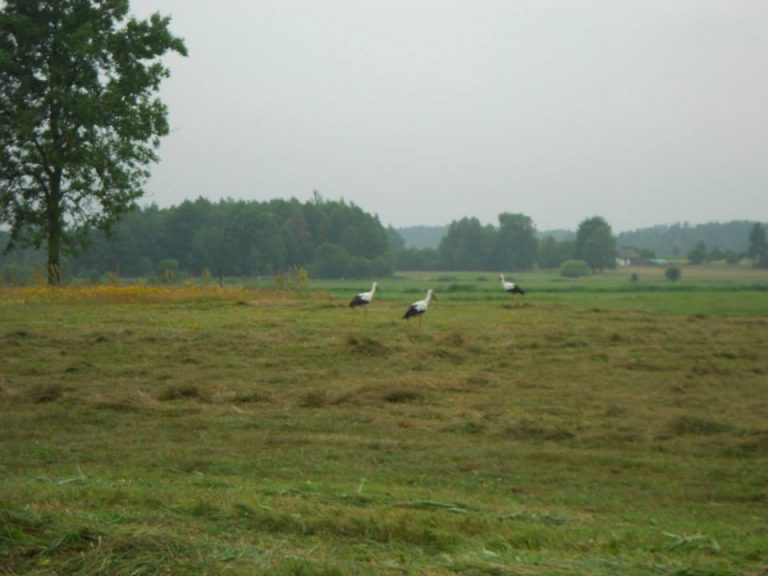 Prawie 1,2 tys. ha łąk chce wydzierżawić rolnikom Biebrzański Park Narodowy