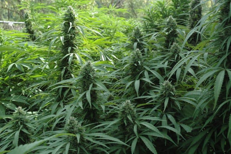 Policja zatrzymała mieszkańca Gniewkowa, który posiadał małą plantacje marihuany