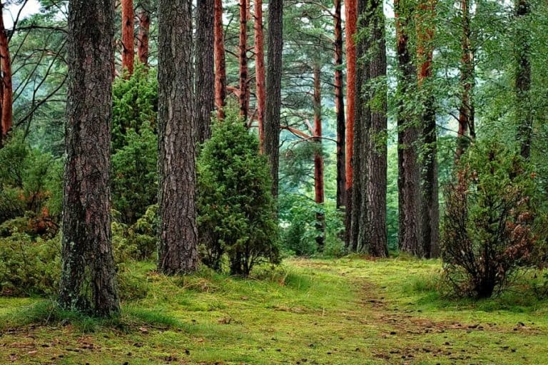 PiS wycofał się z planów prywatyzacji Lasów Państwowych