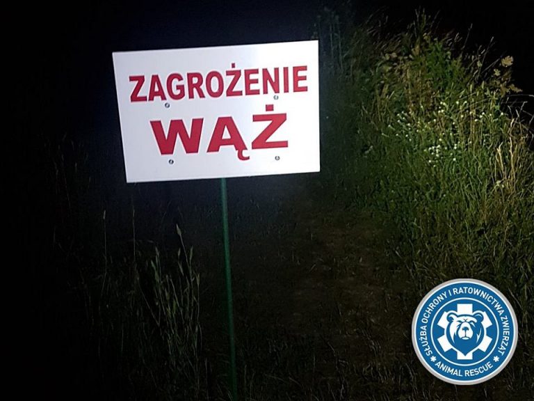 Policja namierzyła wielkiego pytona pod Otwockiem, ale udało mu się uciec
