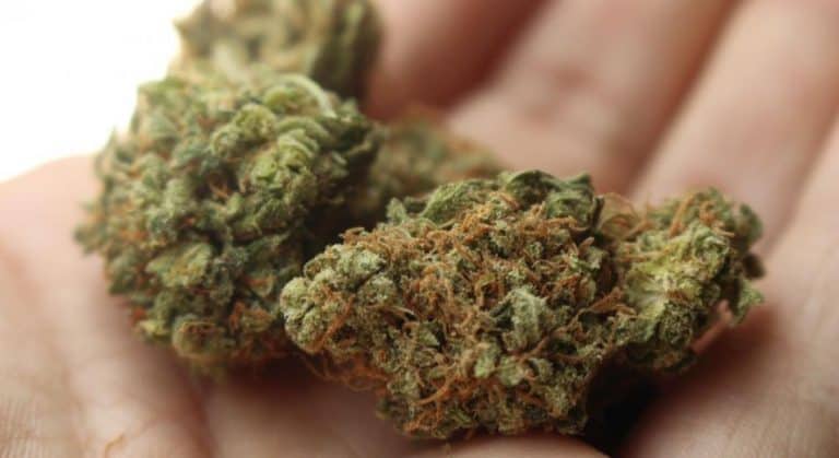 Liban: Plantatorzy marihuany chcą powstrzymać jej legalizacje