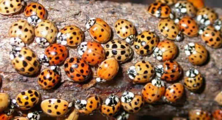 Prof. Ignatowicz: Trudno lubić biedronki azjatyckie