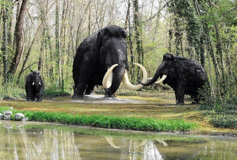 Ostatni mamut żył na odległej wyspie