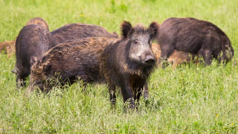 Komisja Europejska popiera odstrzał dzików w Polsce