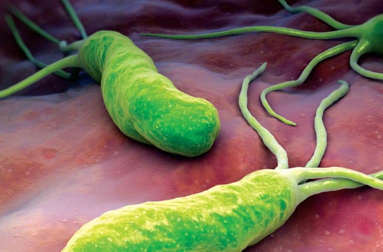 Naukowcy szukają odpowiedzi na rosnącą oporność bakterii H. pylori na antybiotyki