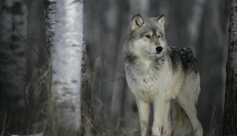 Ekspert o wilku z głową psa w pysku: „Wilki od zawsze polują na psy”