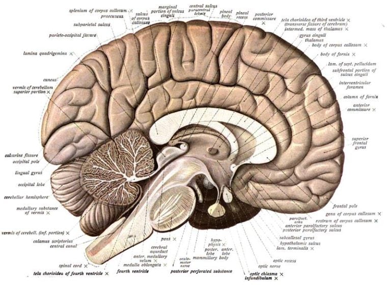 Badania mózgu mogą się przyczynić do rewolucji w psychiatrii