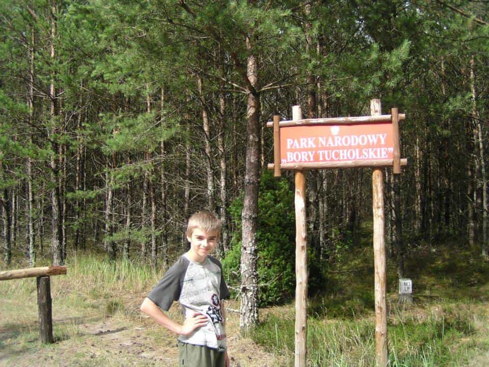 Pożary, wichury, szkodniki… Monokultura szkodzi Borom Tucholskim