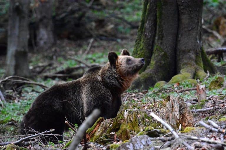 W Bieszczadach gady i nietoperze śpią; niedźwiedzie ciągle aktywne