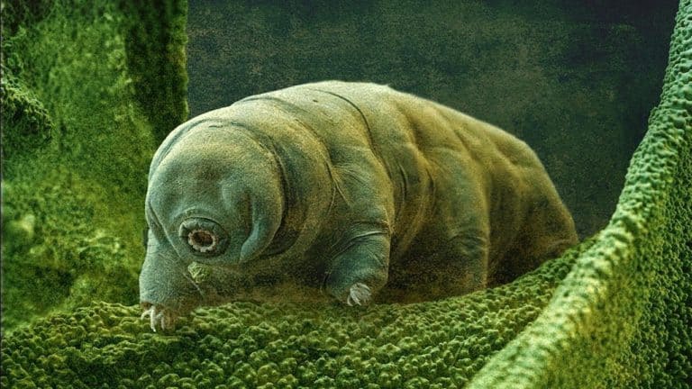 Przeżyją koniec świata? Zdają się być nie do zdarcia…