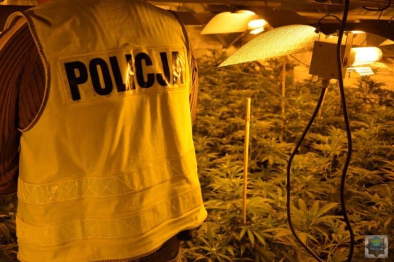 Zlikwidowano nielegalną plantację konopi indyjskich pod Prudnikiem