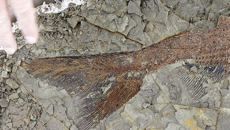 Zwęglone kości dinozaurów świadectwem zagłady sprzed 66 mln lat