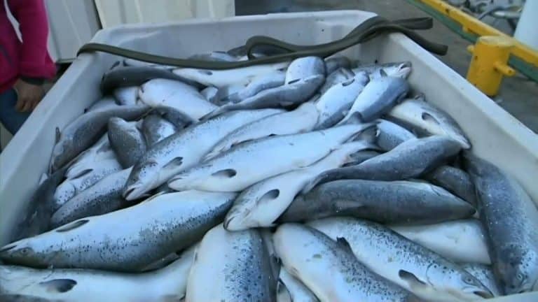 W norweskich hodowlach zginęło 8 milionów łososi