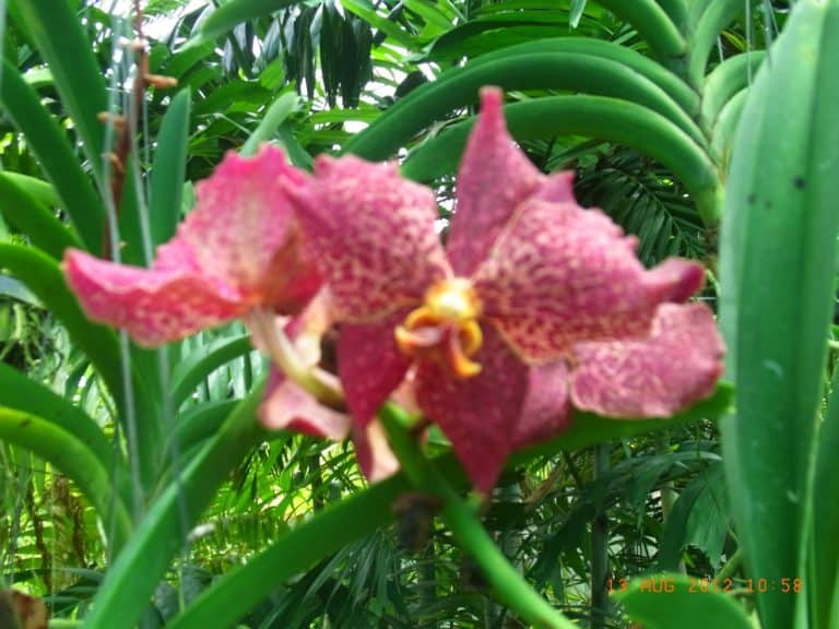 Polacy mają wkład w badania orchidei Papui-Nowej Gwinei