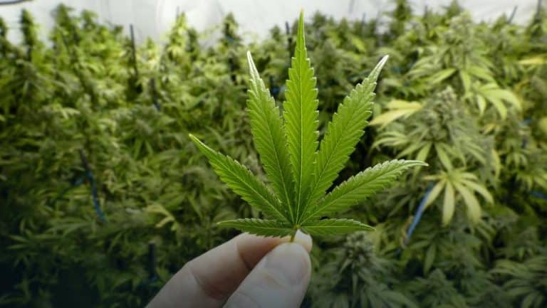 USA: W Nevadzie pracodawcy nie będą mogli odmówić zatrudnienia osób palących marihuanę