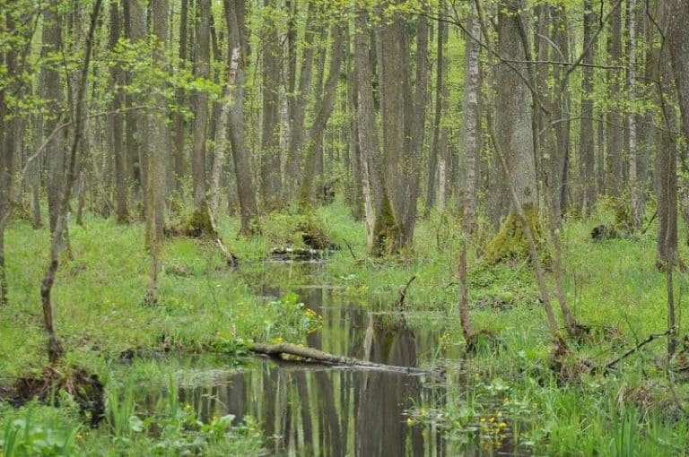 Naturalne środowisko sprzyja „dobrym” bakteriom