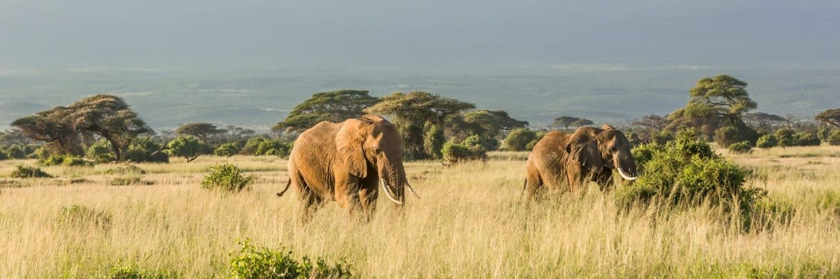 W Namibii rząd sprzedaje dzikie zwierzęta by uratować je przed suszą