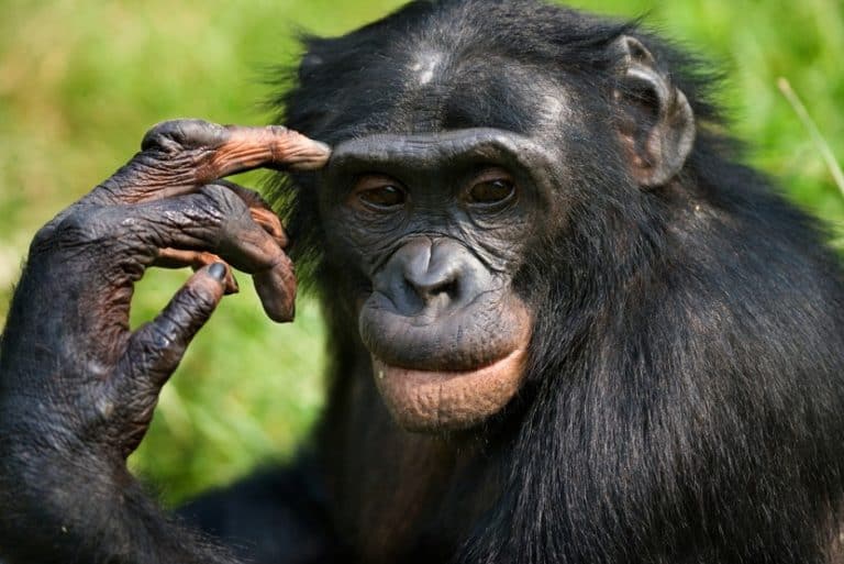 Samice małp bonobo pomagają swoim synom w rozrodzie