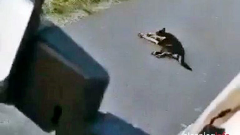 Mężczyzna, który celowo przejechał psa stracił pracę