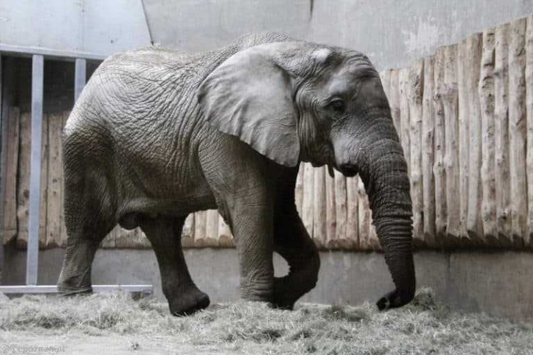 Słoń Ninio z poznańskiego zoo idzie do dentysty
