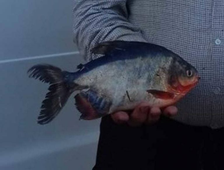 Piranie pod Opolem, tam kąpią się dzieci!