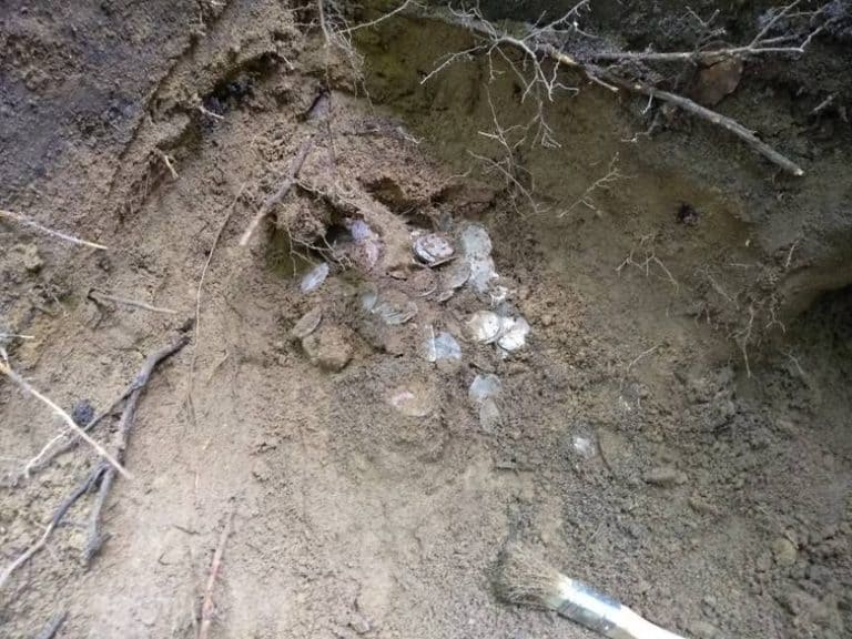 Zbierał grzyby, znalazł skarb – kilkaset arabskich monet z VIII i IX wieku