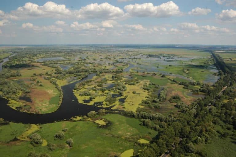 W „Ujściu Warty” można obserwować wiele gatunków ptaków