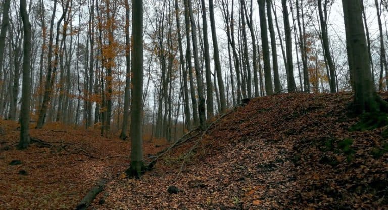 W lasach Nadleśnictwa Kielce odkryto wczesnośredniowieczne grodzisko