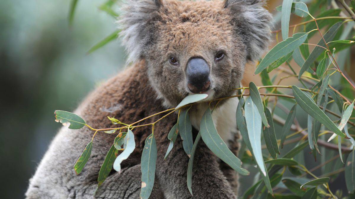 Misie koala zostały uznane za „funkcjonalnie wymarłe”