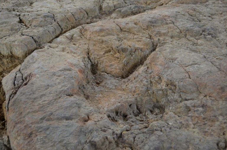 Zabezpieczenie tropów dinozaurów w radomskich lasach