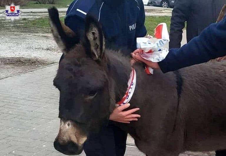 W Lublinie policja ścigała… osły, które uciekły z żywej szopki