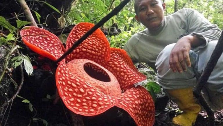 111 cm średnicy ma największy wyhodowany kwiat bukietnicy