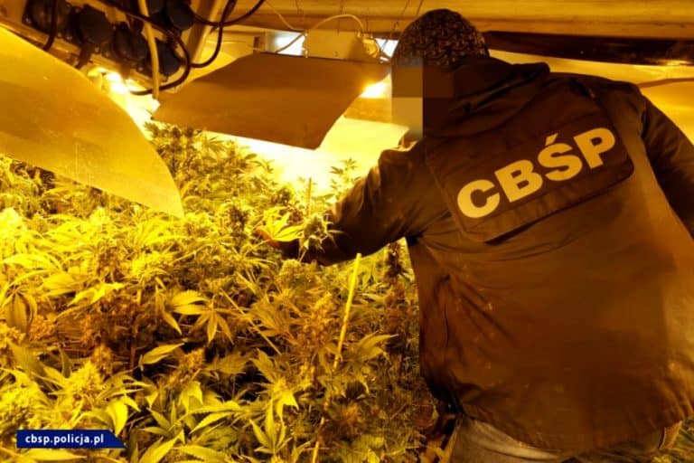 Zlikwidowano ogromną plantację konopi indyjskich ukrytą pod halą