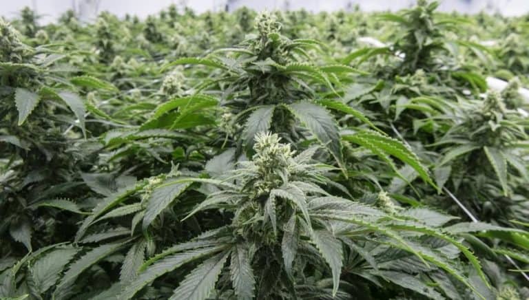 W Brzezinach zlikwidowano dużą plantację konopi indyjskich