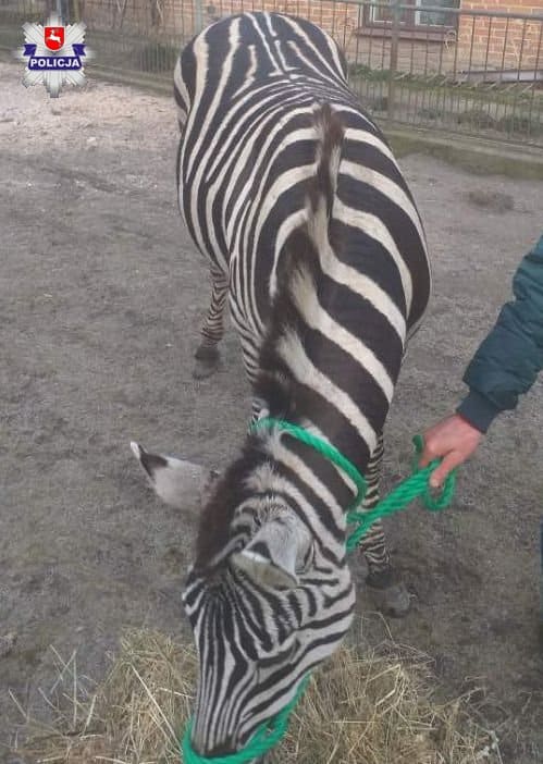 Po ulicach Wąwolnicy spacerowała dziś… zebra