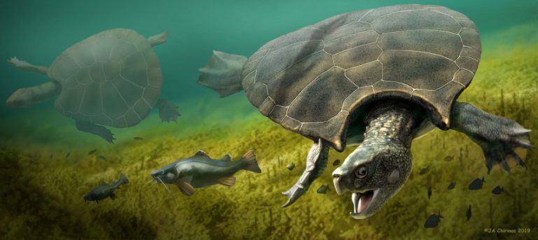 Odkopano prehistoryczną skorupę gigantycznego żółwia