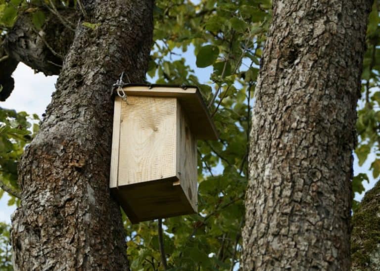 Ornitolog: w lutym można wieszać budki lęgowe dla ptaków
