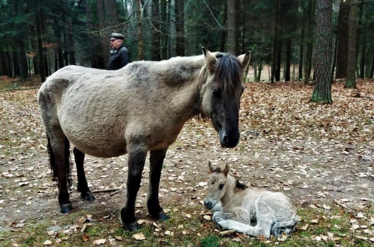 Na Roztoczu urodził się kolejny konik polski