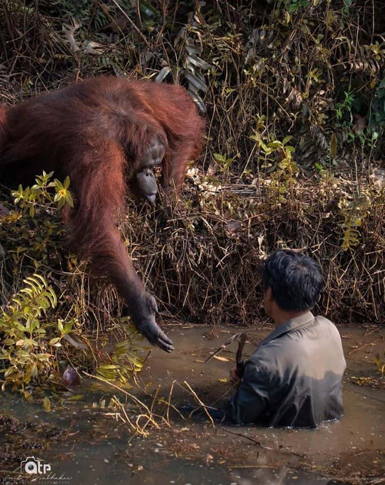 Orangutan wyciągnął pomocną dłoń do mężczyzny, który nie mógł wyjść z bagna