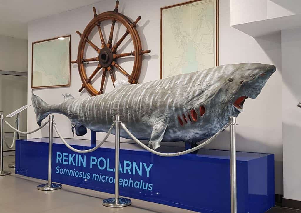 Tajemnice mórz i oceanów w nowym muzeum Wydziału Nauk o Żywności i Rybactwa ZUT