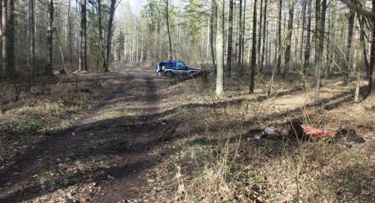 Prawdopodobnie to wilki upolowały żubra w Puszczy Białowieskiej