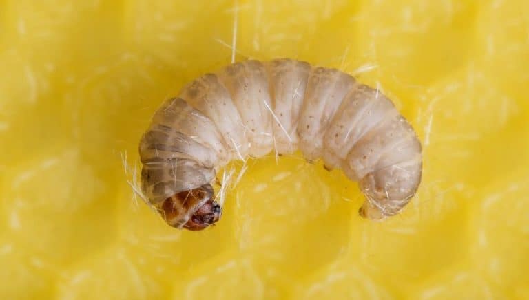 Ot, pożyteczne żyjątka – jedzą plastik, wydalają alkohol