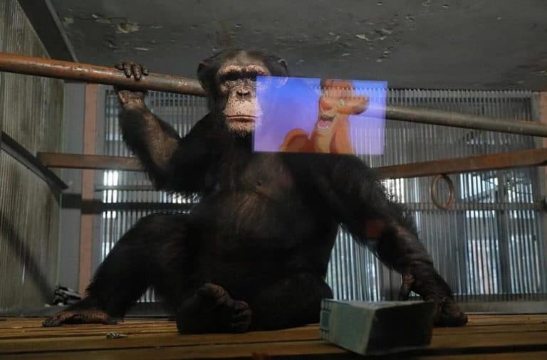 Ludzie do zoo nie chodzą, więc szympansy siedzą przed telewizorem i oglądają kreskówki