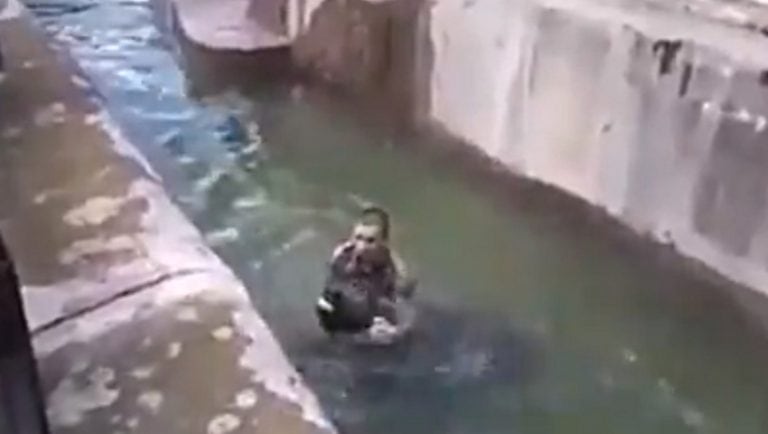Mężczyzna, który w warszawskim zoo wtargnął na wybieg dla niedźwiedzi usłyszał już zarzuty