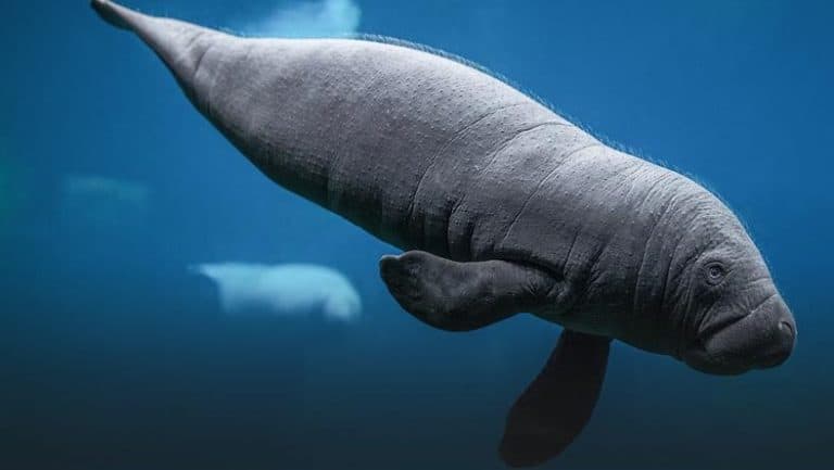 We wrocławskim zoo na świat przyszedł manat