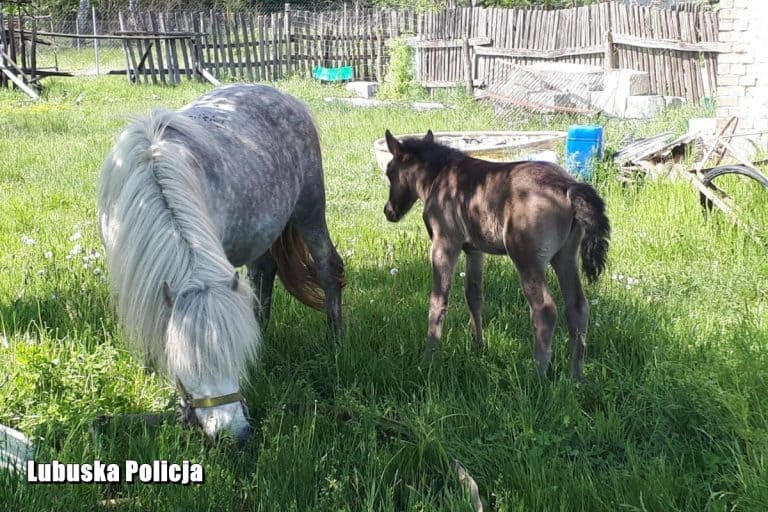27-latek w ciągu jednej nocy ukradł… trzy konie