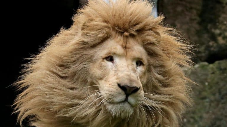 Lew zaatakował pracownicę zoo, jej stan jest krytyczny